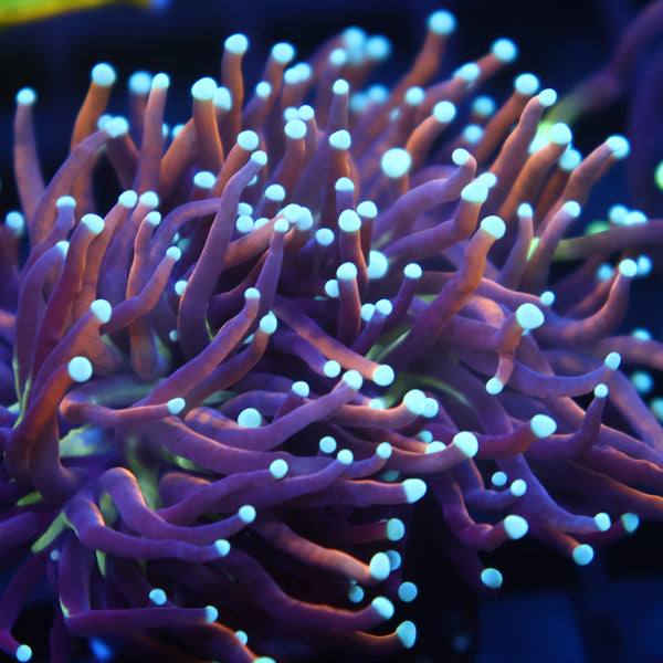 TCK White Tips Indo Gold Torch