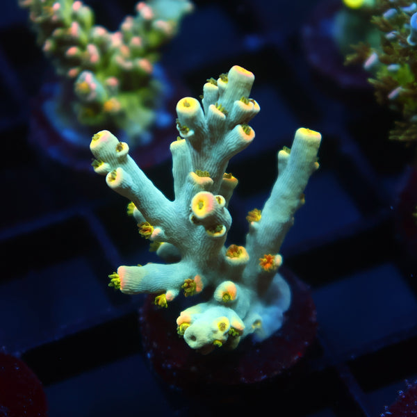 TCK Firefly Speciosa