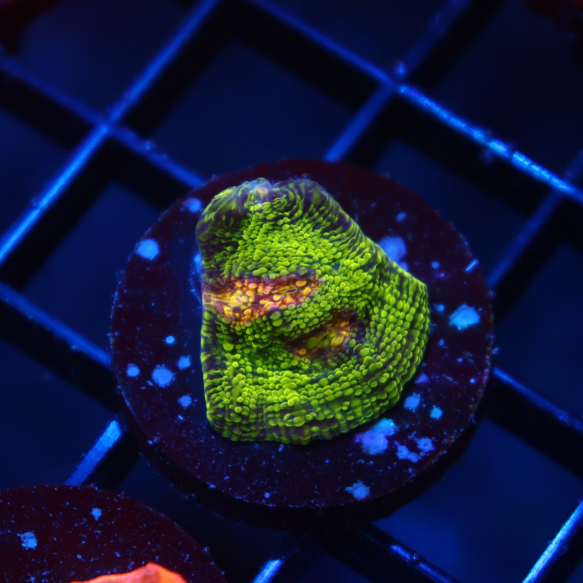 TCK Toxic Swirl Chalice