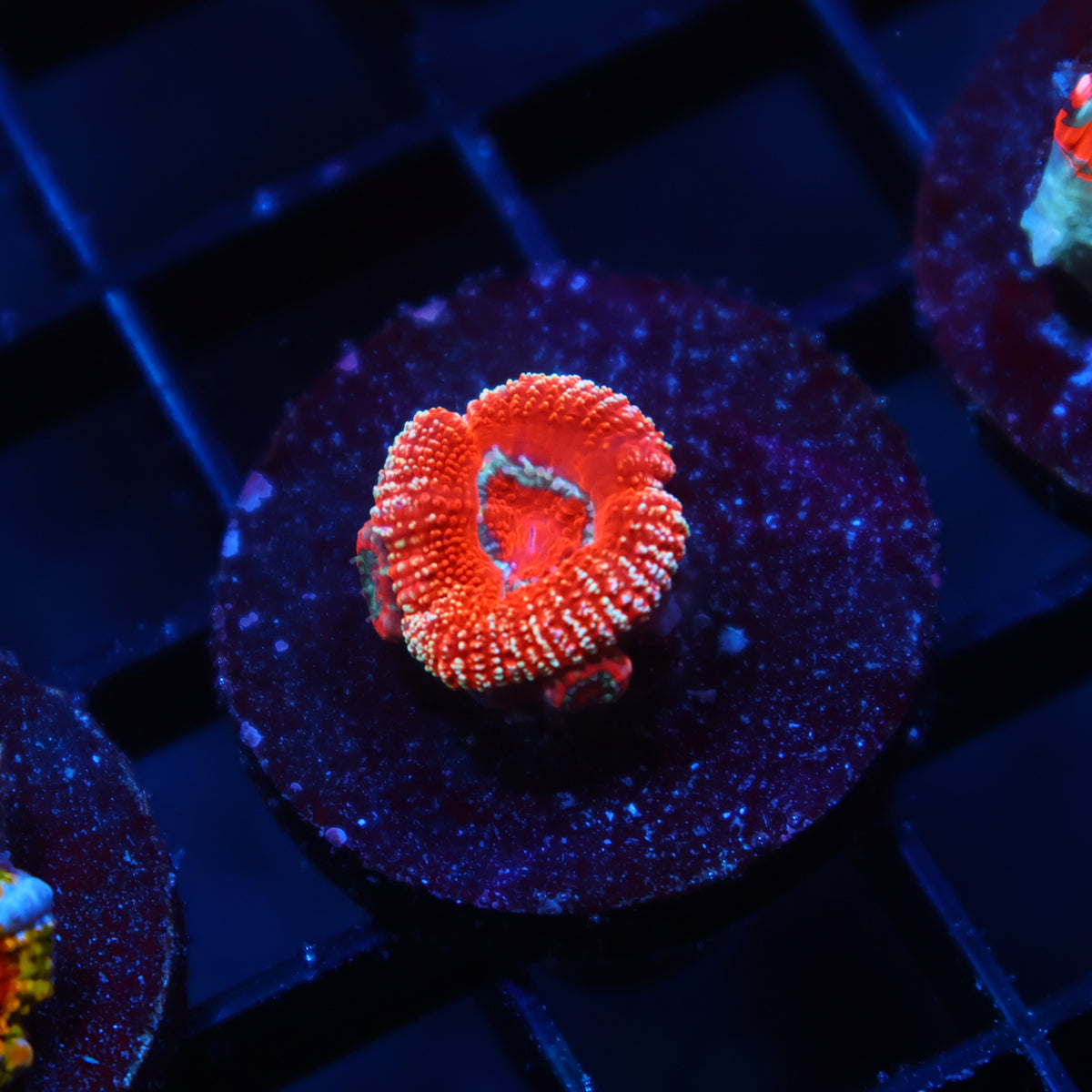 TCK Red Glitter Acan Lord