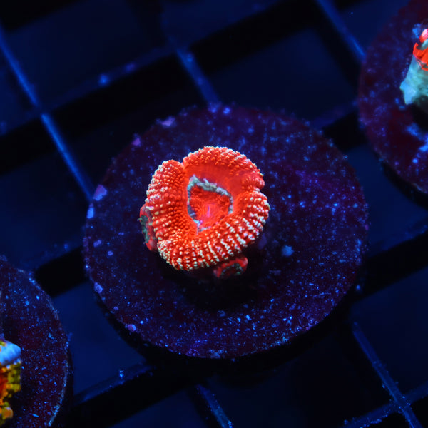 TCK Red Glitter Acan Lord