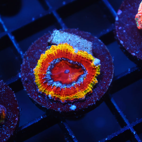 TCK Rainbow Rim Acan Lord
