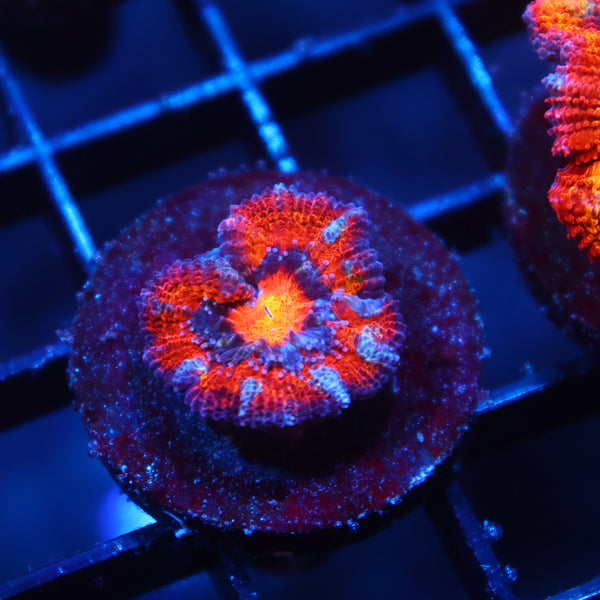 TCK Rainbow Swirl Acan Lord