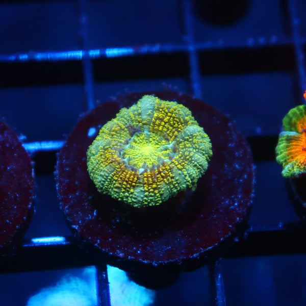 TCK Yellow Glitter Asia Acan Lord