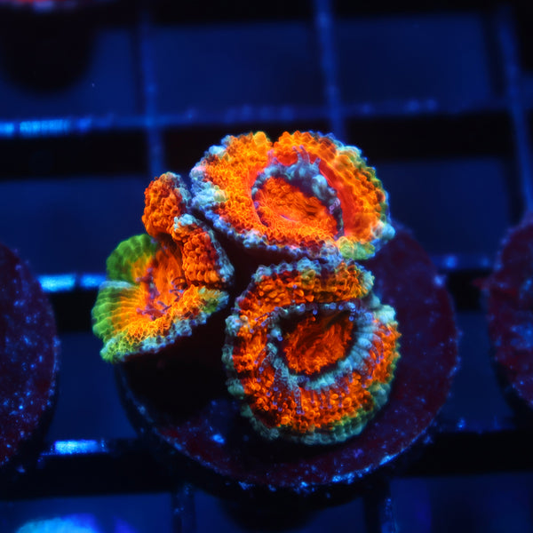 TCK Awesome Orange Acan Lord