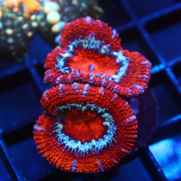 TCK Red Acan Lord