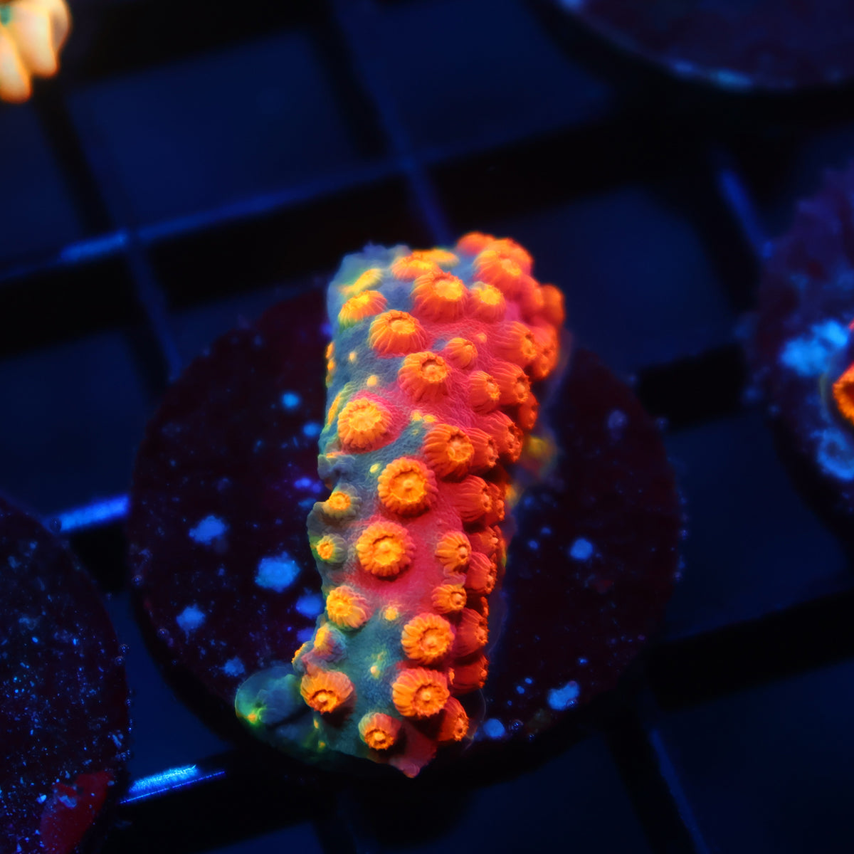 TCK Rainbow Abstract Cyphastrea