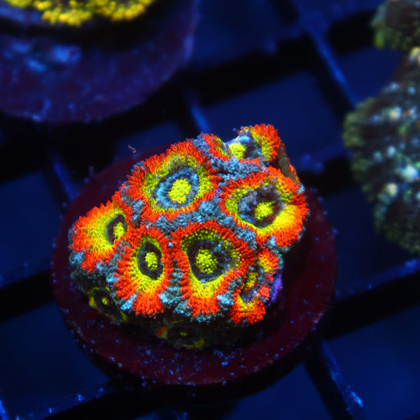 TCK HG Micromussa