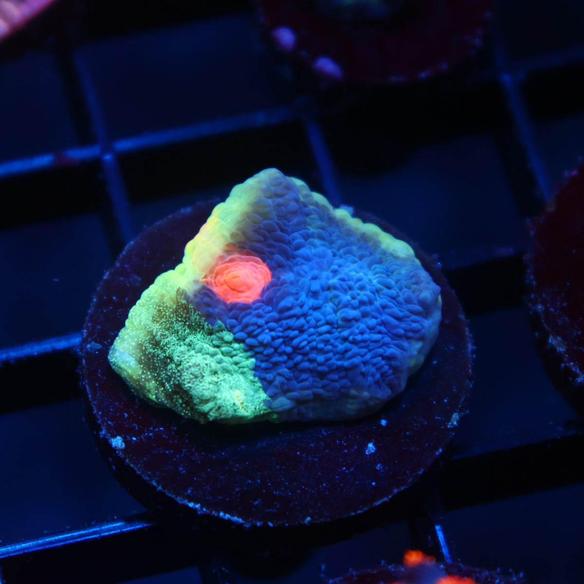 TCK Grafted Candy Eye Chalice