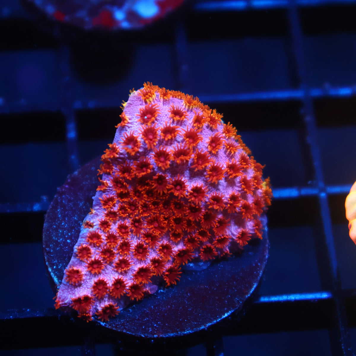 Skittles Bomb Cyphastrea