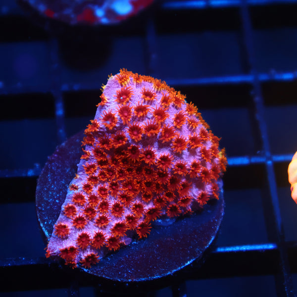 Skittles Bomb Cyphastrea