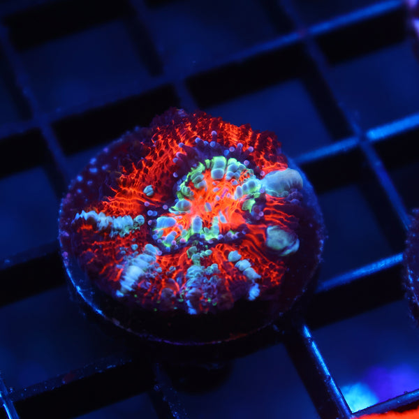 TCK Aquaculture Wilsoni