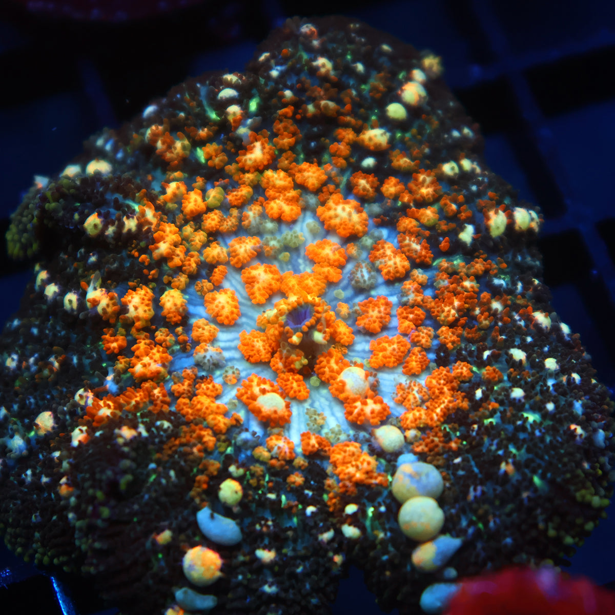 TCK Powerball Bounce Mushroom