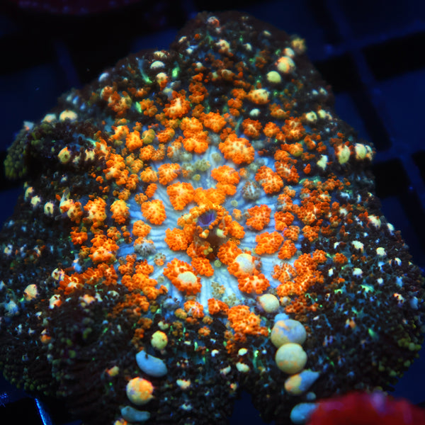 TCK Powerball Bounce Mushroom