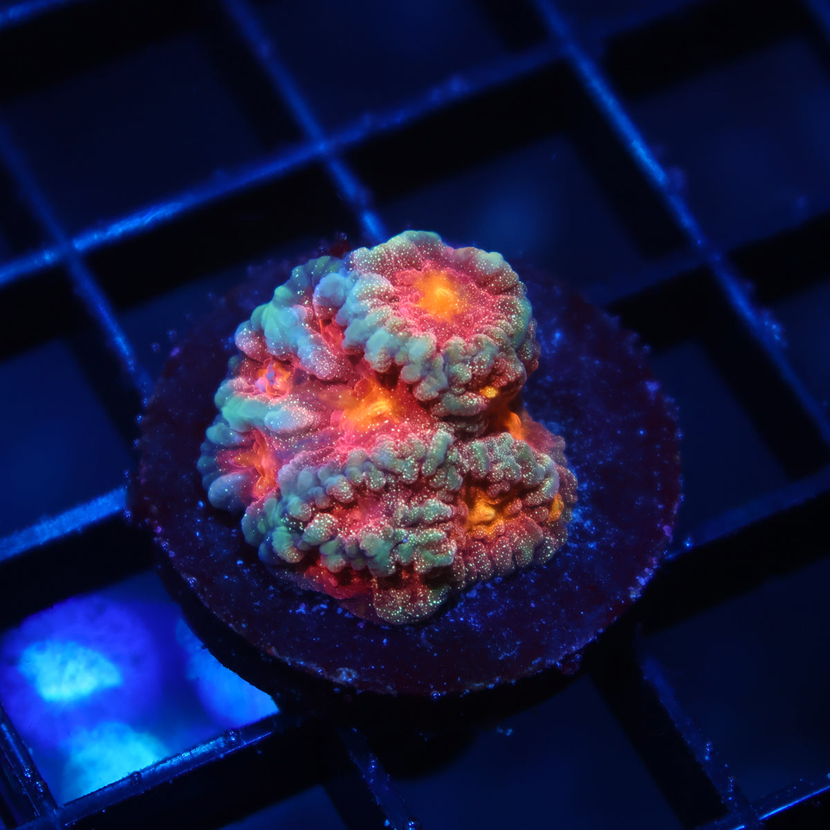 TCK Sparkly Favia