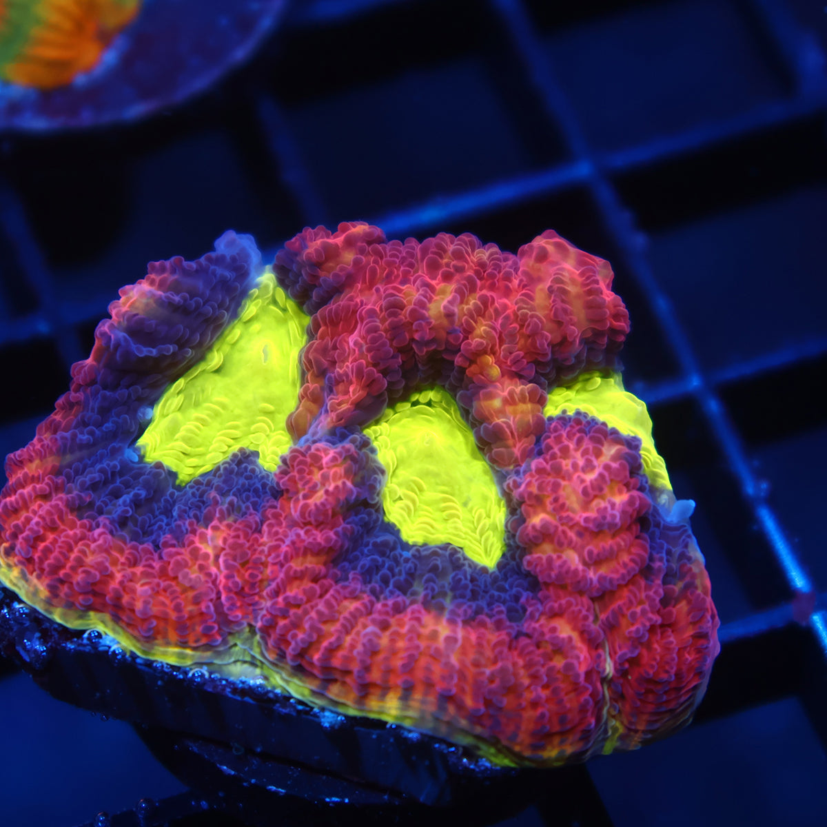 TCK Big Polyp Dragon Soul Favia
