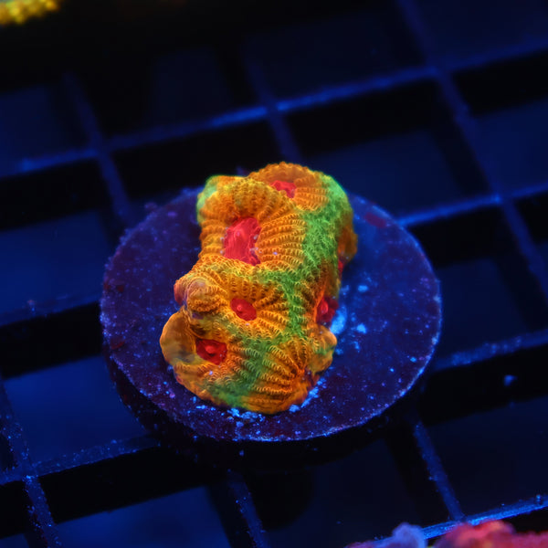 TCK Fascination Favia