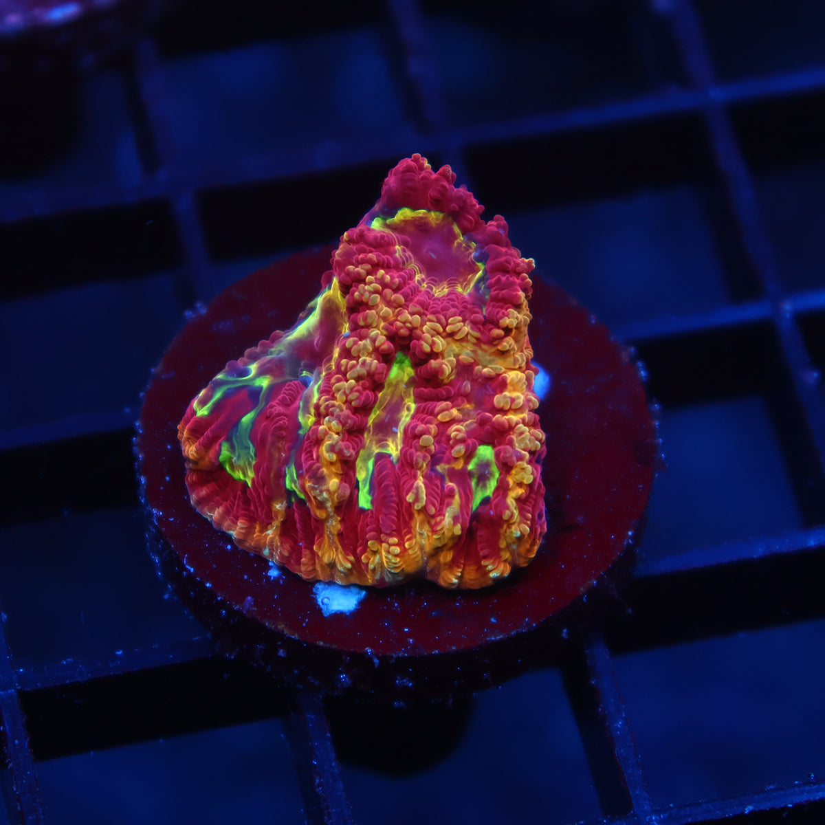 TCK Fireball Favia