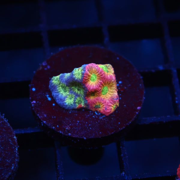 JF Dayglo Favia