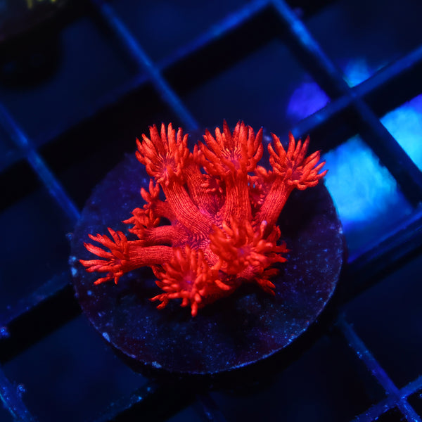 TCK "Alec's Insane Red Glitterbomb" Goni