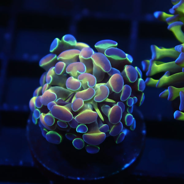 Small TCK Branching Holographic Hammer