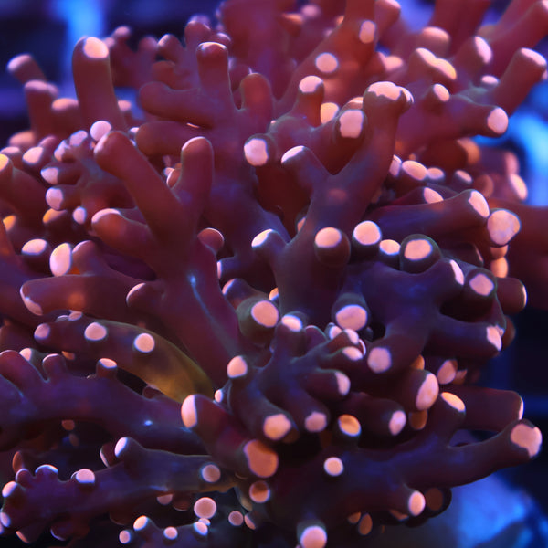 TCK Branching Peach Frogspawn