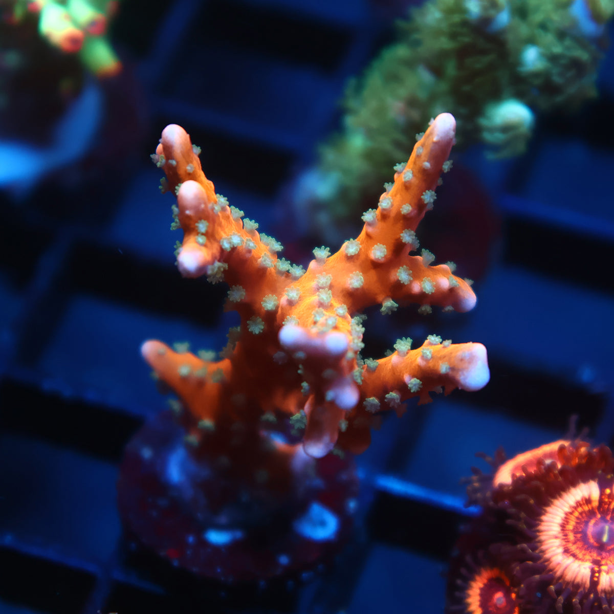 RRC Tropicana Anacropora