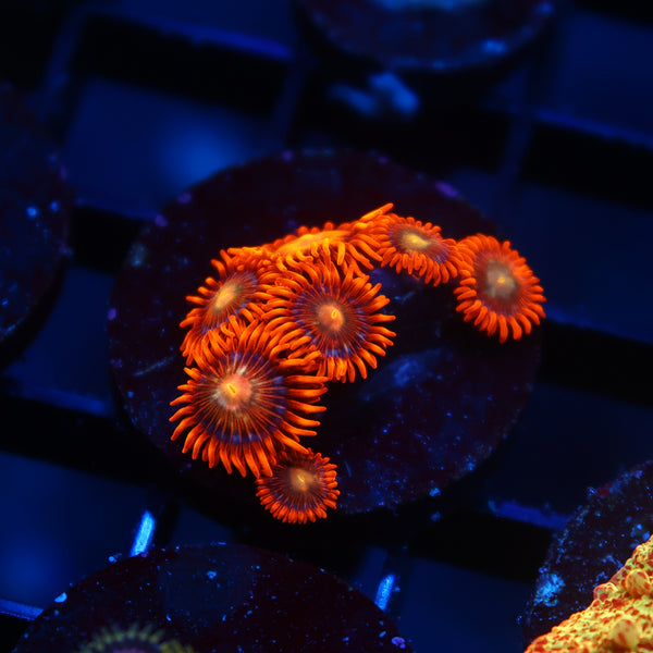 Awesome Orange Zoas