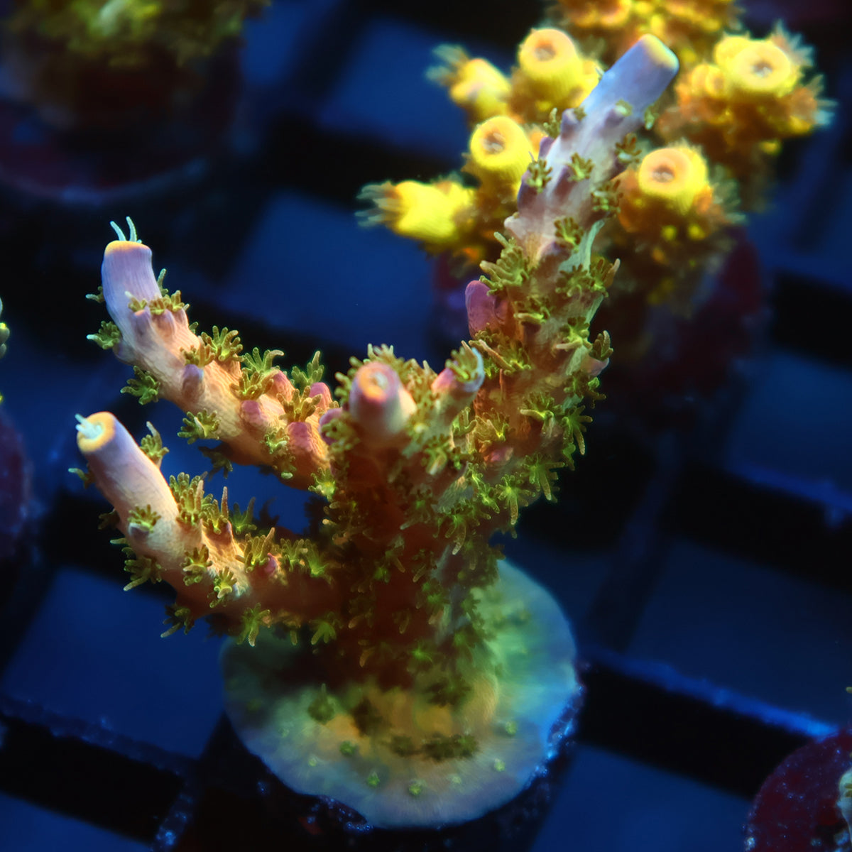TCK Grafted Kaleidoscope