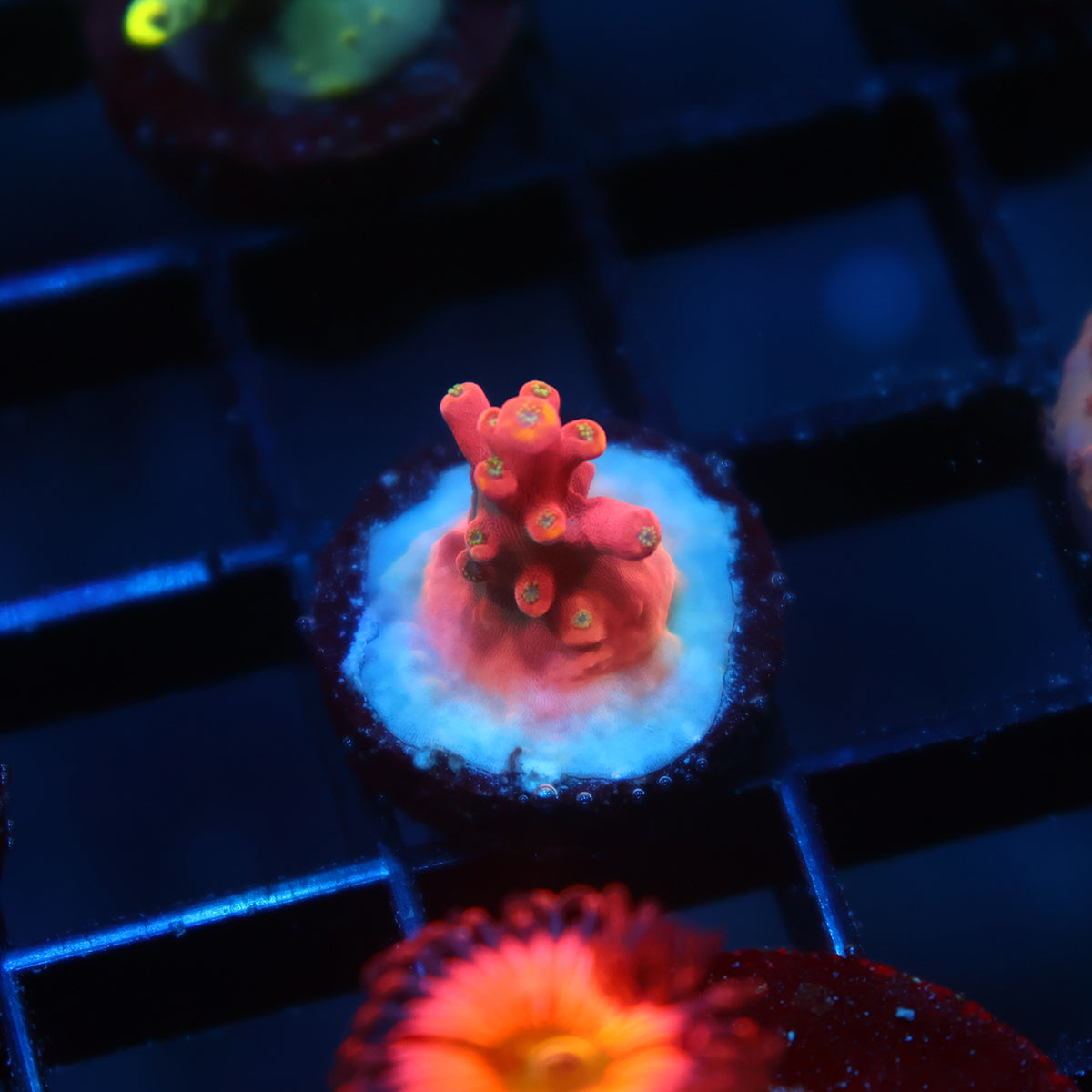 TCK Glowforge Tiny