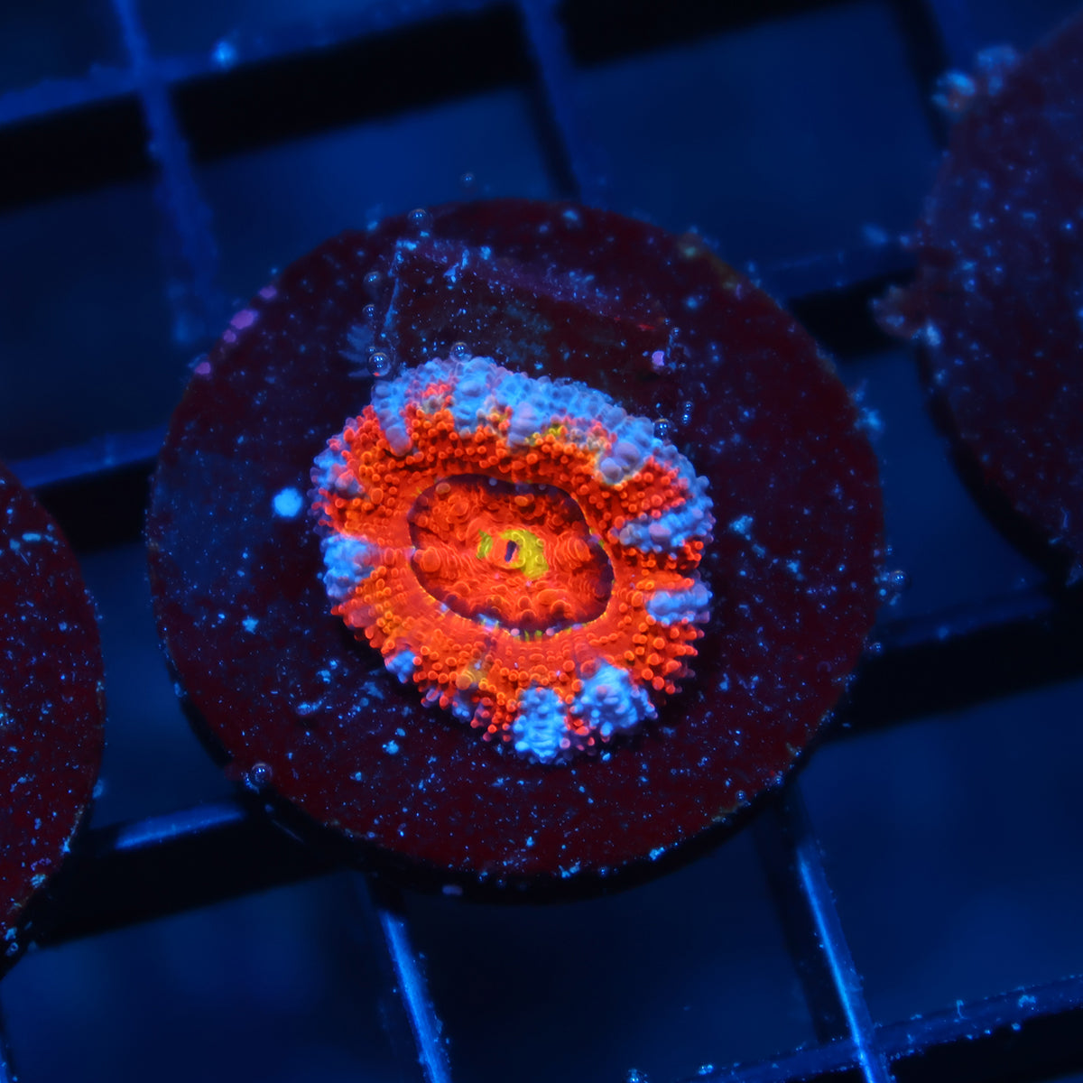 TCK Rainbow Swirl Acan Lord