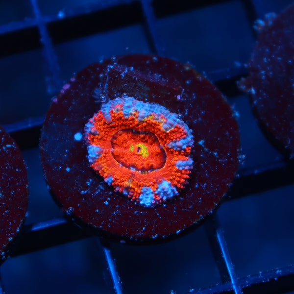 TCK Rainbow Swirl Acan Lord