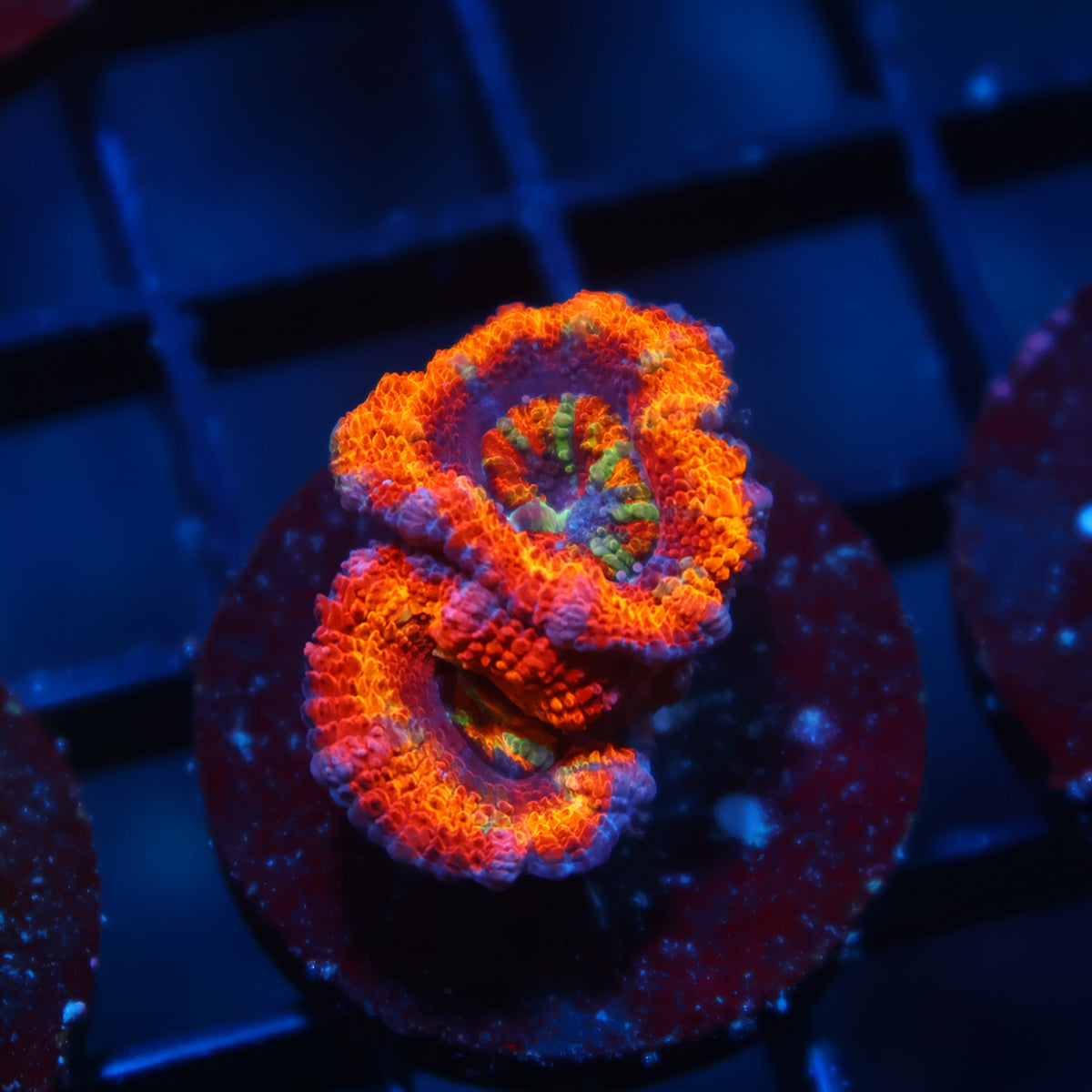 TCK King Candy Acan Lord