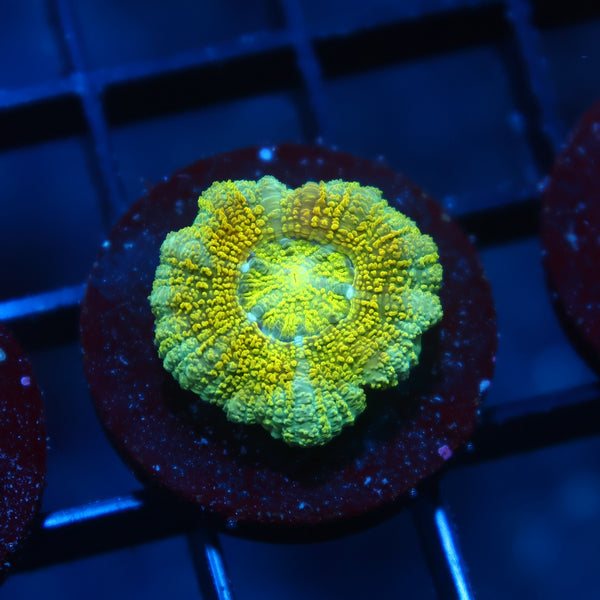 TCK Yellow Glitter Asia Acan Lord