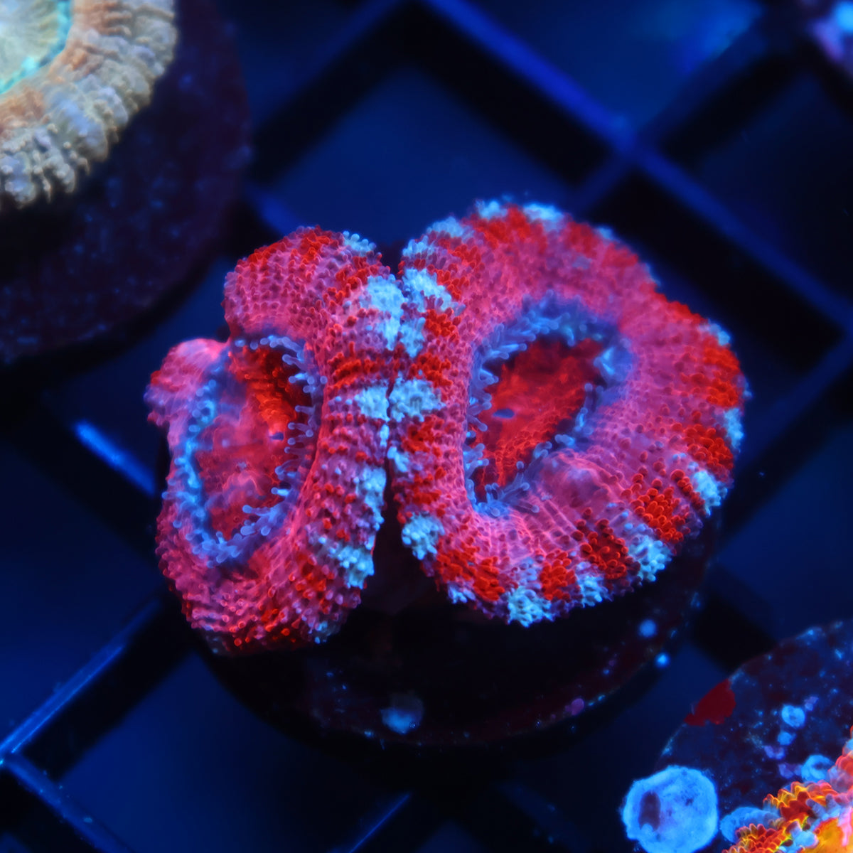 TCK Pink Acan Lord