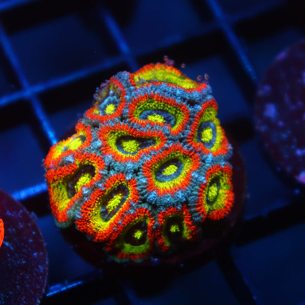 TCK HG Micromussa