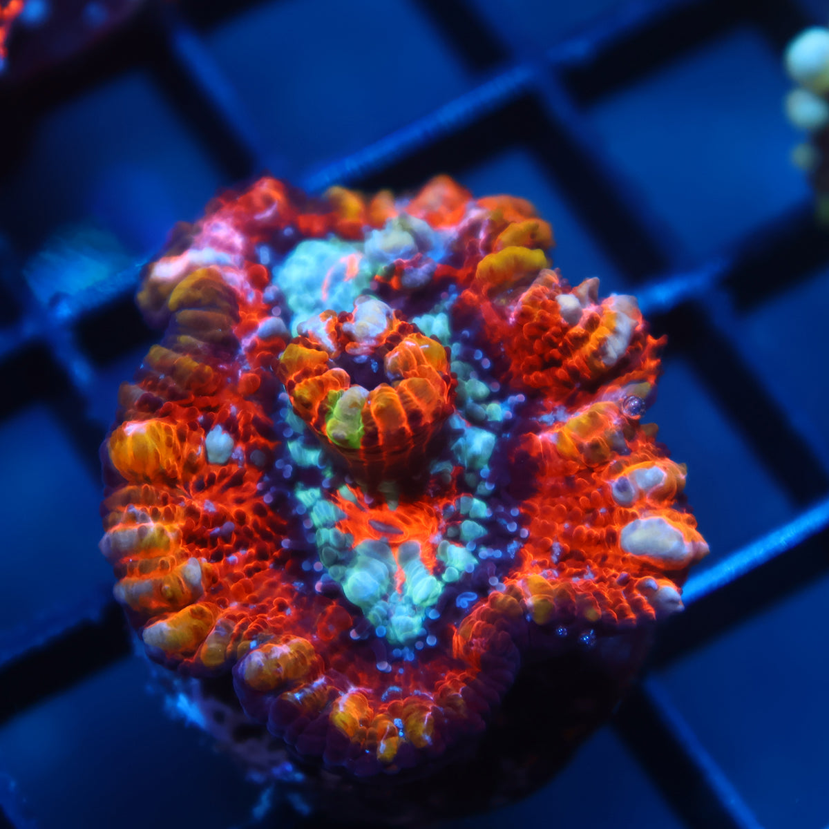 TCK Rainbow Wilsoni