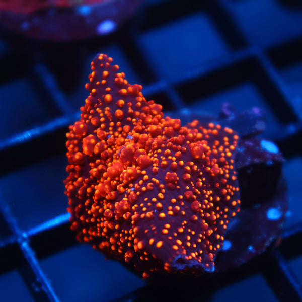 TCK Bouncy Interstellar Mushroom