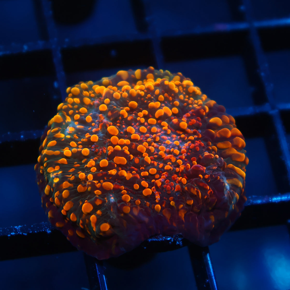 CC Cloudberries Chalice