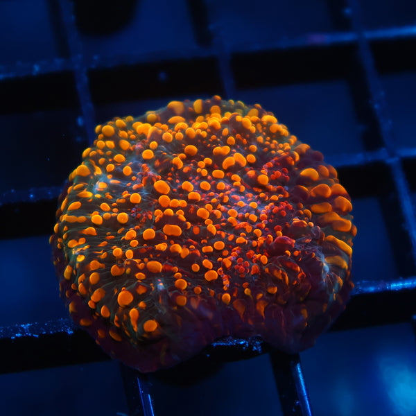 CC Cloudberries Chalice