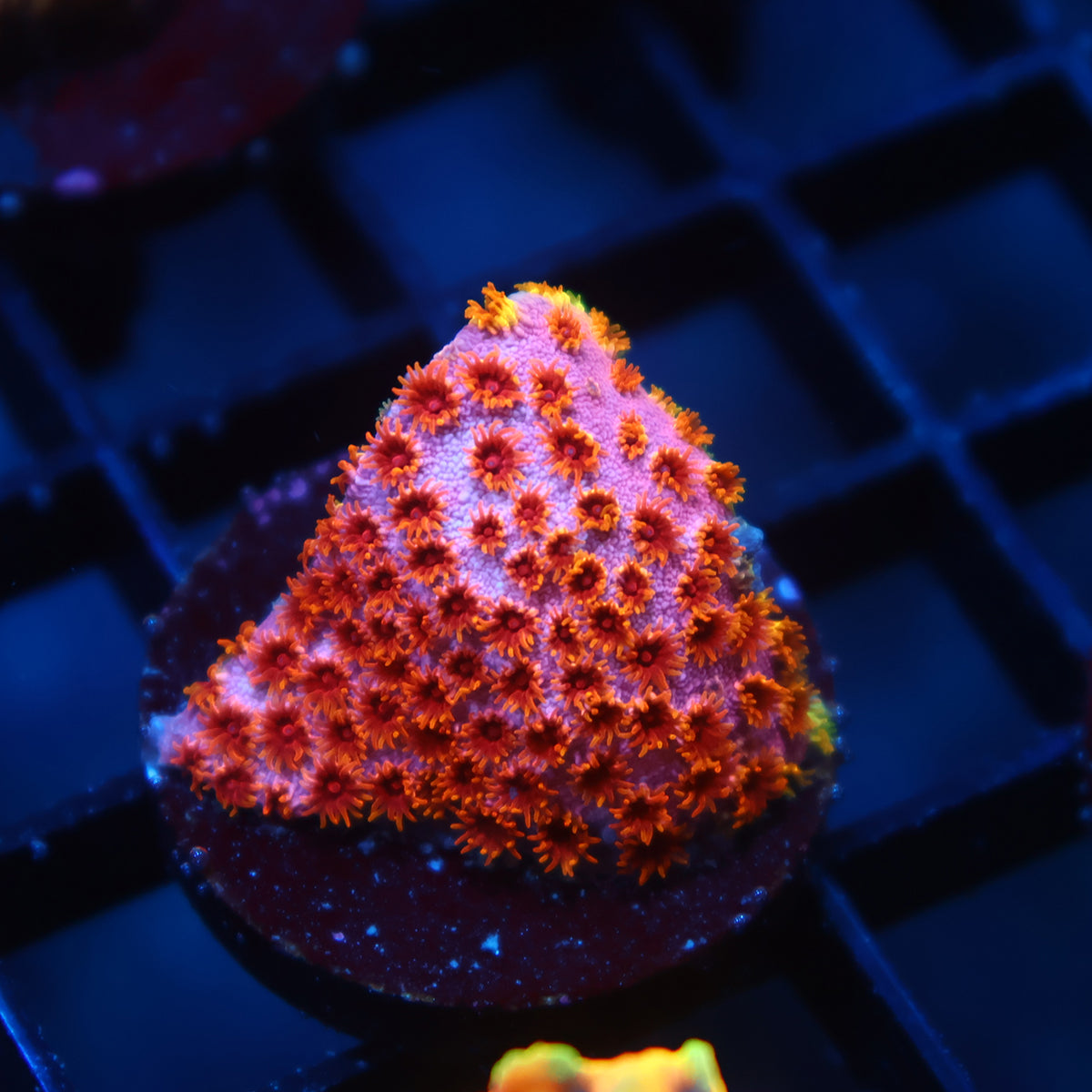 Skittles Bomb Cyphastrea