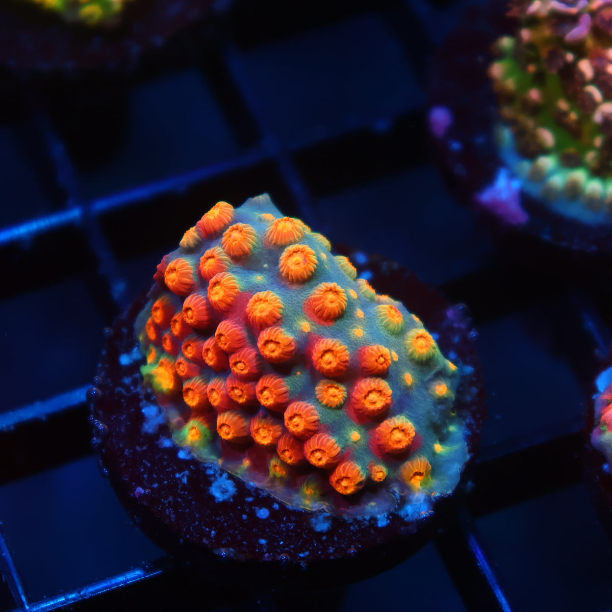 TCK Rainbow Abstract Cyphastrea