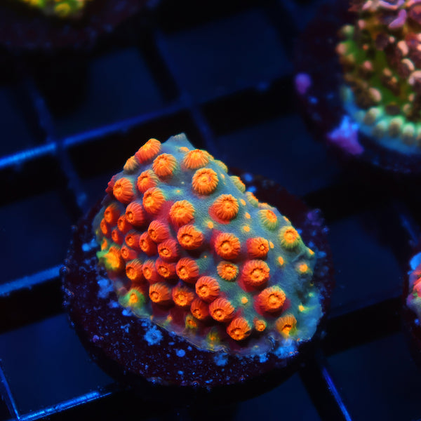 TCK Rainbow Abstract Cyphastrea