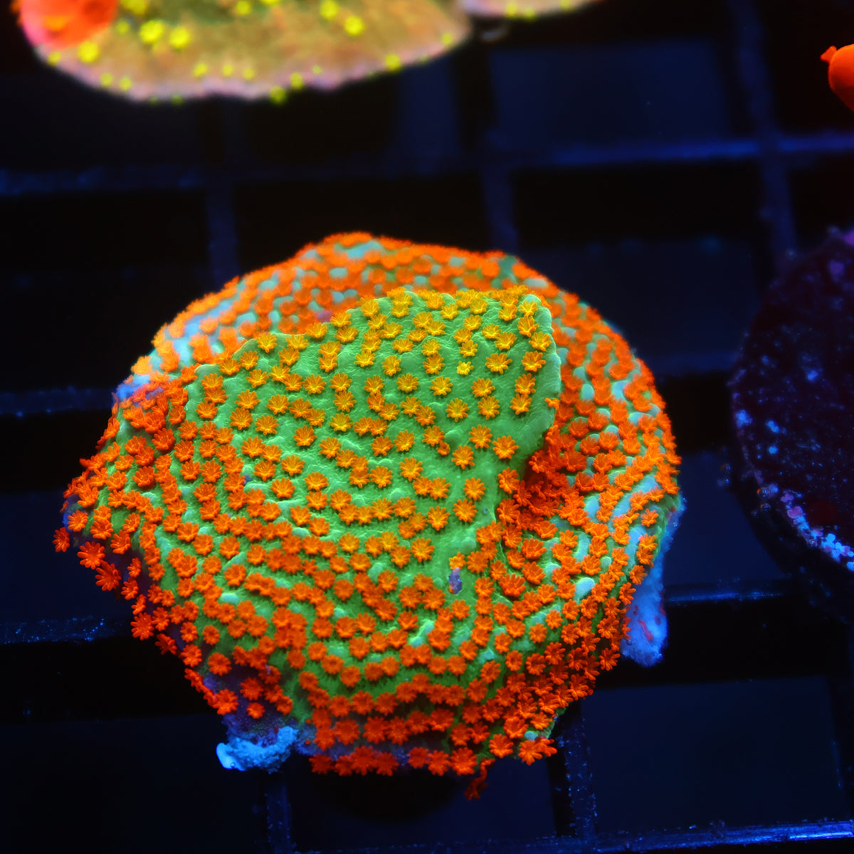TCK Rainbow Roads Monti