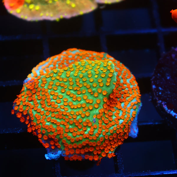 TCK Rainbow Roads Monti