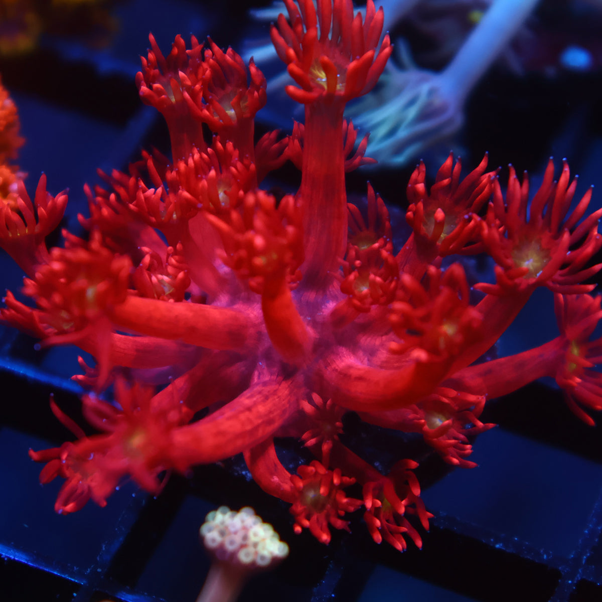 TCK Red Goni