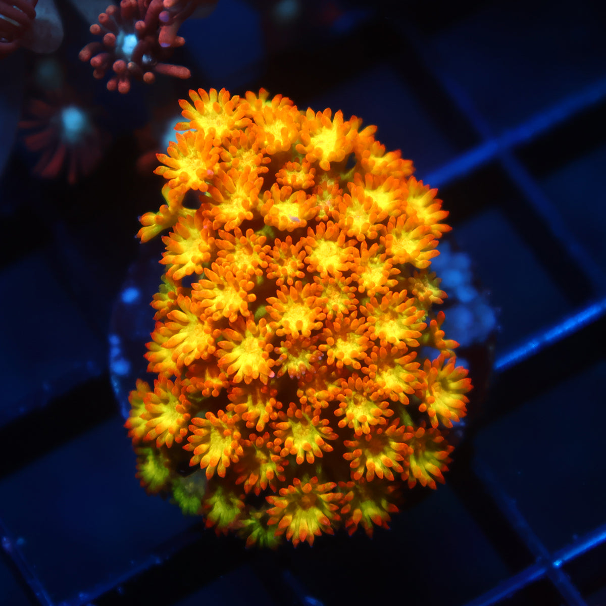 TCK Combustion Goni Bernardpora