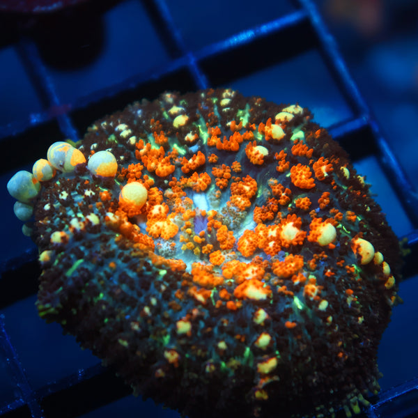 TCK Powerball Bounce Mushroom