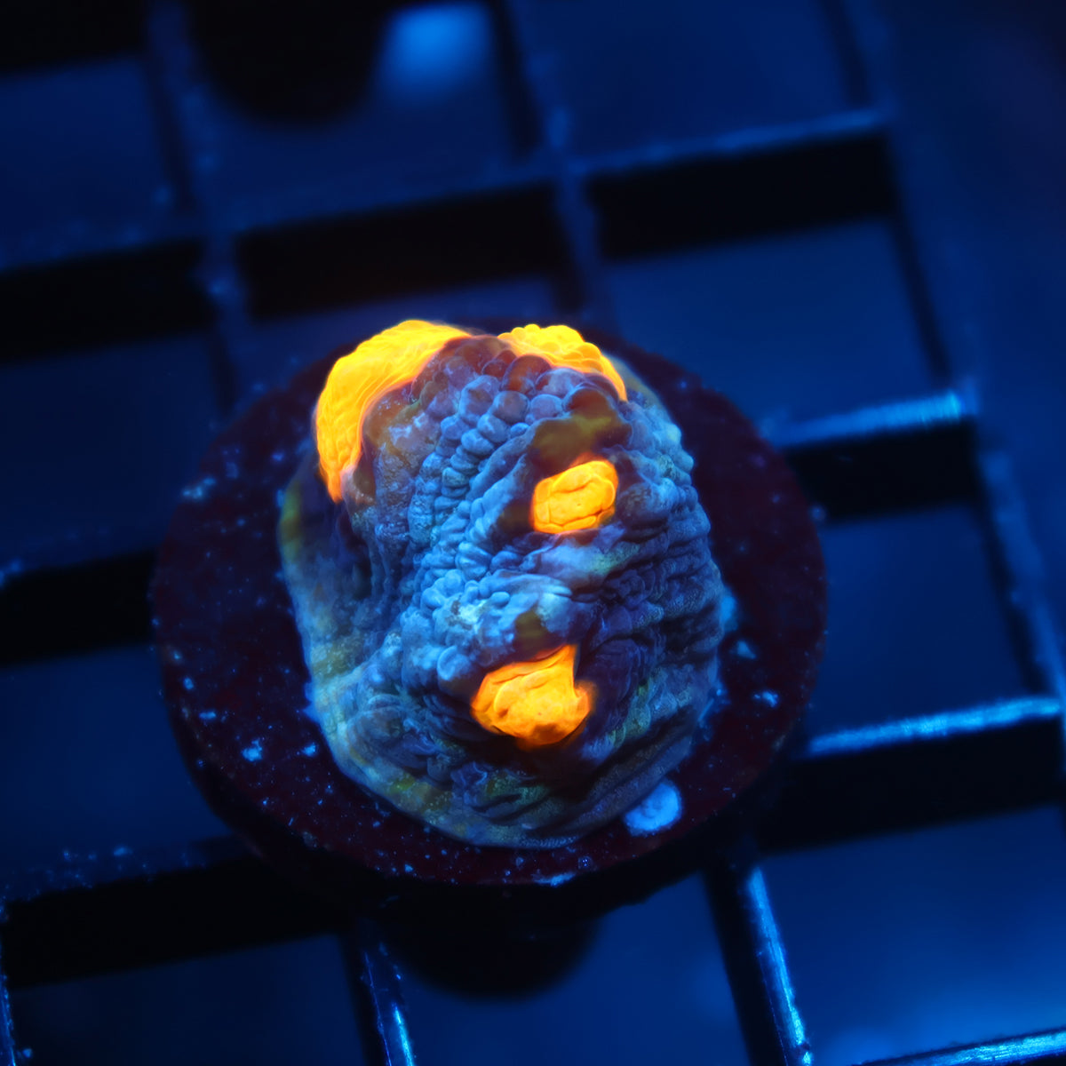 TCK Halloween Mycedium