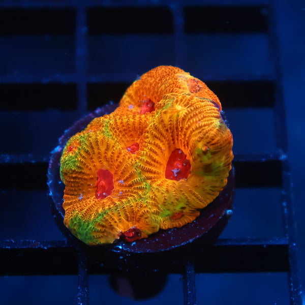 TCK Fascination Favia